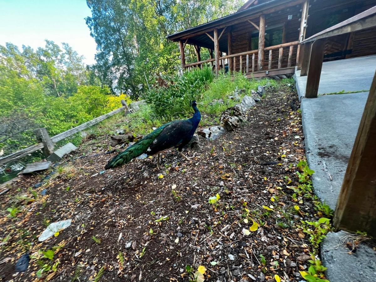 Indian Ak 25 Min To Anchorage & 25 Min To Girdwoodヴィラ エクステリア 写真